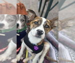 Small Photo #5 Mutt Puppy For Sale in Minneapolis, MN, USA