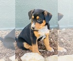 Puppy 3 Australian Cattle Dog-Black Mouth Cur Mix