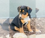 Puppy 3 Australian Cattle Dog-Black Mouth Cur Mix