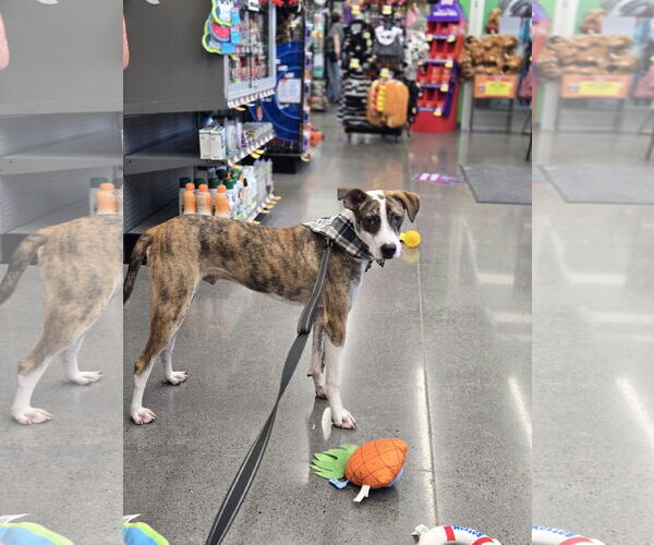Medium Photo #2 Mutt Puppy For Sale in Minneapolis, MN, USA