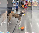 Small #1 Mutt