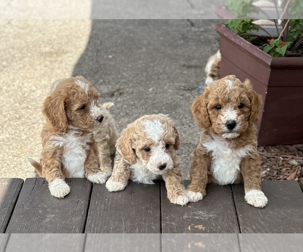 Medium Photo #6 Goldendoodle (Miniature) Puppy For Sale in SAINT MARYS, KS, USA