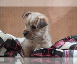 Small Photo #5 Morkie Puppy For Sale in LUDLOW, MO, USA