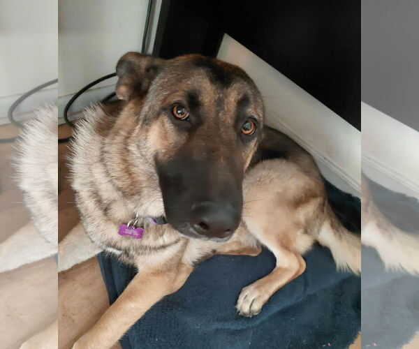 Medium Photo #3 German Shepherd Dog Puppy For Sale in Crystal, MN, USA