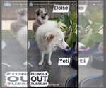 Small #3 Great Pyrenees Mix