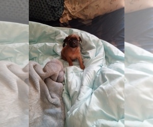 Chihuahua Puppy for sale in SHALLOTTE, NC, USA