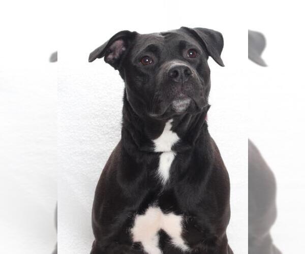 Medium Photo #2 Mutt Puppy For Sale in Burbank, CA, USA