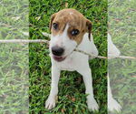 Small #15 Labrador Retriever Mix