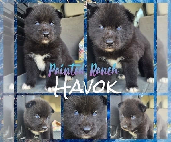 Medium Photo #1 Siberian Husky Puppy For Sale in FORT PLAIN, NY, USA