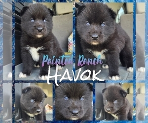 Siberian Husky Puppy for sale in FORT PLAIN, NY, USA