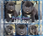 Image preview for Ad Listing. Nickname: Havok
