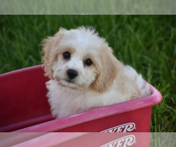 Medium Photo #4 Cavachon Puppy For Sale in ELDORADO, OH, USA