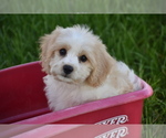 Small #3 Cavachon