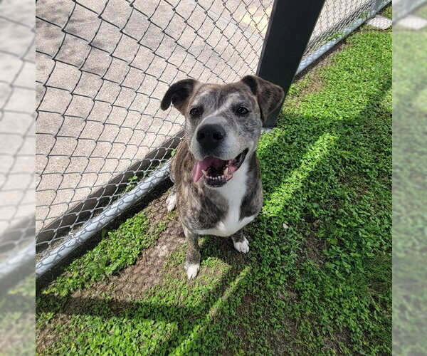 Medium Photo #4 American Pit Bull Terrier-Labrador Retriever Mix Puppy For Sale in Corpus Christi, TX, USA