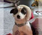 Small #4 Border Collie-Rat Terrier Mix