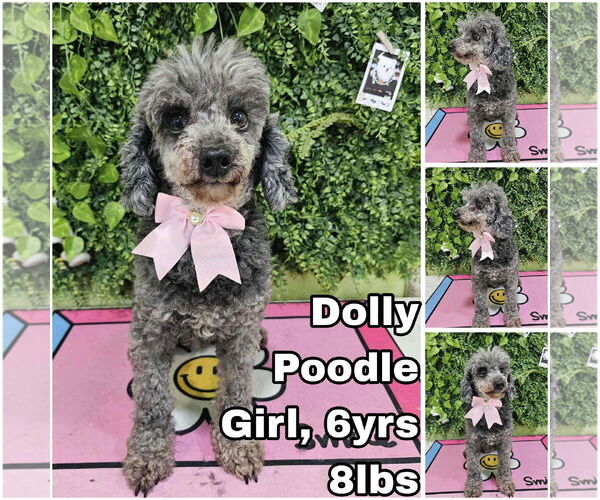 Medium Photo #1 Poodle (Toy) Puppy For Sale in Seattle, WA, USA
