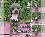 Small Poodle (Toy)