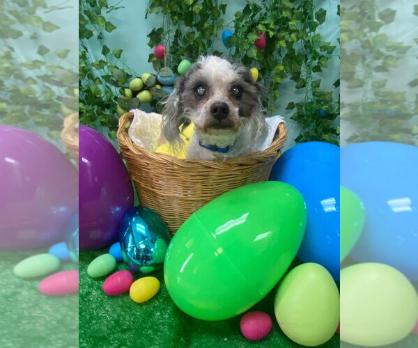 Medium Photo #4 Shih Tzu-Unknown Mix Puppy For Sale in Bryant, AR, USA