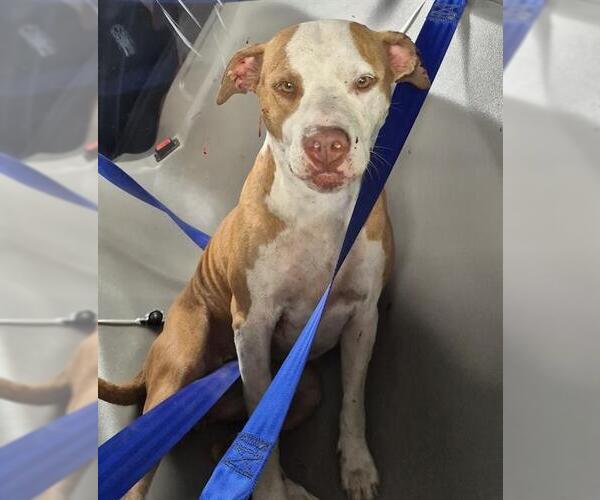 Medium Photo #1 American Staffordshire Terrier Puppy For Sale in San Antonio, TX, USA