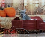 Small Photo #12 French Bulldog Puppy For Sale in ROSEVILLE, CA, USA