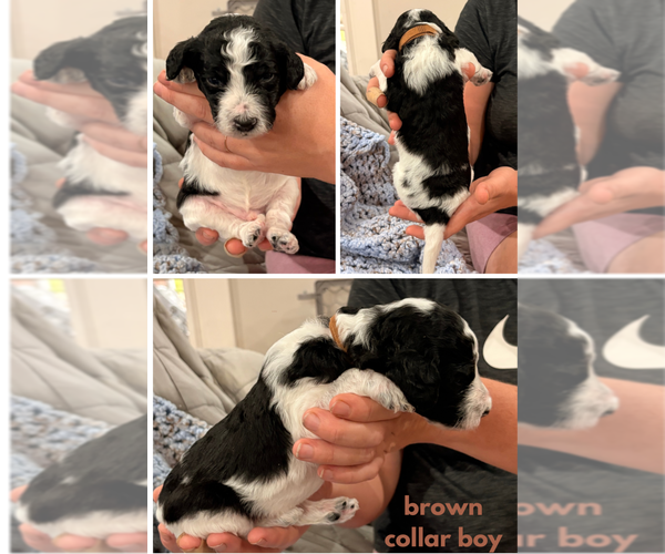 Medium Photo #12 Poodle (Standard) Puppy For Sale in CORYDON, IN, USA