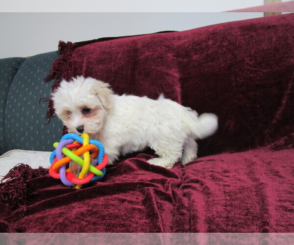 Medium Photo #4 Cavachon Puppy For Sale in SHILOH, OH, USA