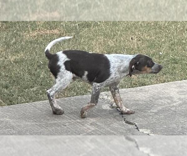 Medium Photo #1 Mutt Puppy For Sale in San Antonio, TX, USA