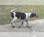 Small Mutt