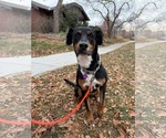 Small #6 Australian Kelpie-Coonhound Mix