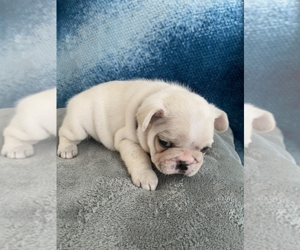 Medium Photo #15 French Bulldog Puppy For Sale in POMPANO BEACH, FL, USA