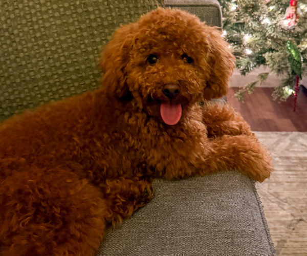 Medium Photo #1 Poocan Puppy For Sale in FAIR OAKS, CA, USA