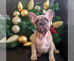 French Bulldog Puppy for sale in TAMPA, FL, USA