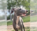 Small Photo #53 Italian Greyhound Puppy For Sale in SAINT GEORGE, UT, USA