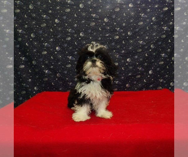 Medium Photo #26 Shih Tzu Puppy For Sale in PATERSON, NJ, USA