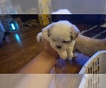 Small #1 Shih Apso