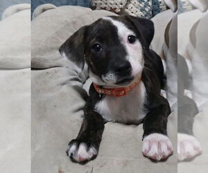 American Staffordshire Terrier-Unknown Mix Dogs for adoption in Duluth, MN, USA