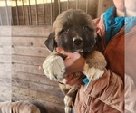 Puppy 3 Anatolian Shepherd-Saint Bernard Mix