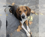 Small Beagle Mix