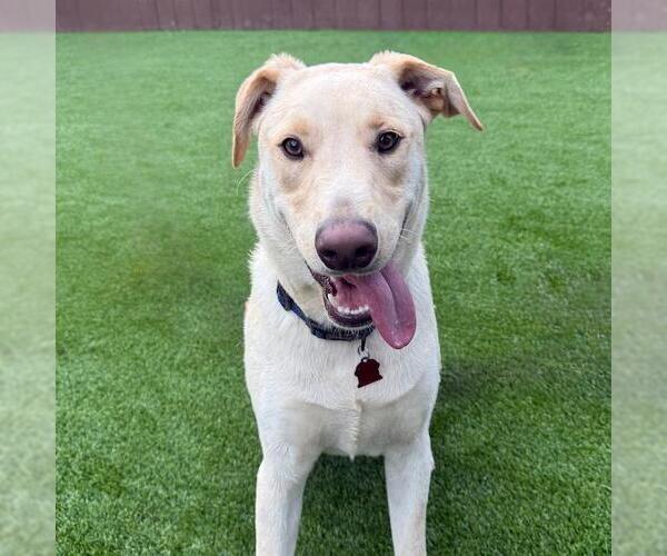 Medium Photo #1 Labrador Retriever-Unknown Mix Puppy For Sale in San Diego, CA, USA