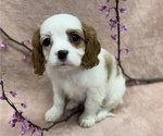 Puppy 4 Cavapoo