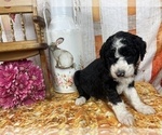 Small Photo #35 Aussiedoodle Puppy For Sale in COMMERCE, MI, USA