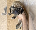 Small #1 Bloodhound