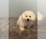 Puppy Puppy 1 Bichon Frise