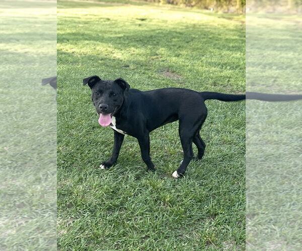 Medium Photo #3 Labrador Retriever-Unknown Mix Puppy For Sale in Eastman, GA, USA