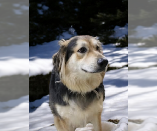 Medium Photo #1 Mutt Puppy For Sale in garner, NC, USA