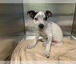 Small American Staffordshire Terrier Mix