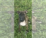 Litter of 4 - Male(s) and Female(s) Bull TerrierLitter of Puppies for Sale - Photo #4