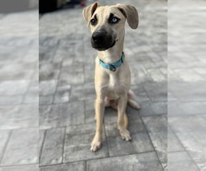 Mutt Dogs for adoption in Woodbury, NY, USA