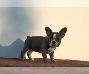 French Bulldog Puppy for sale in Soltvadkert, Bacs-Kiskun, Hungary