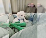 Puppy Pooh bear Maltese